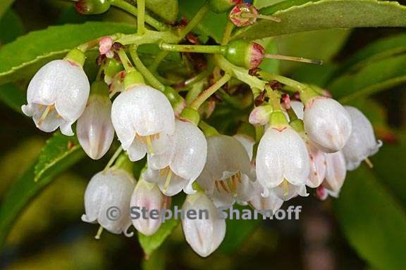 vaccinium ovatum 7 graphic